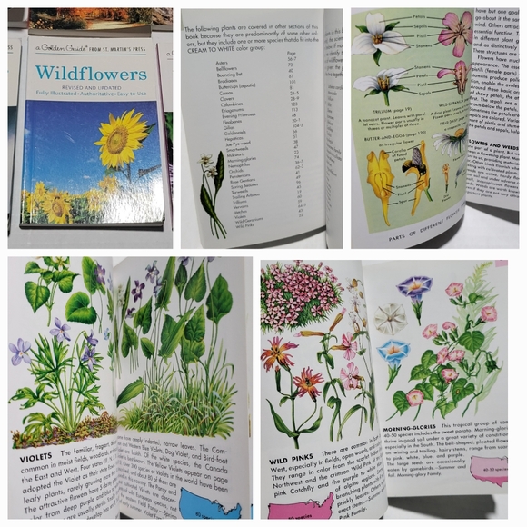 Set of 7 GOLDEN PRESS NATURE / SCIENCE GUIDES Insects, Trees, Birds, Wildflowers - Picture 6 of 10